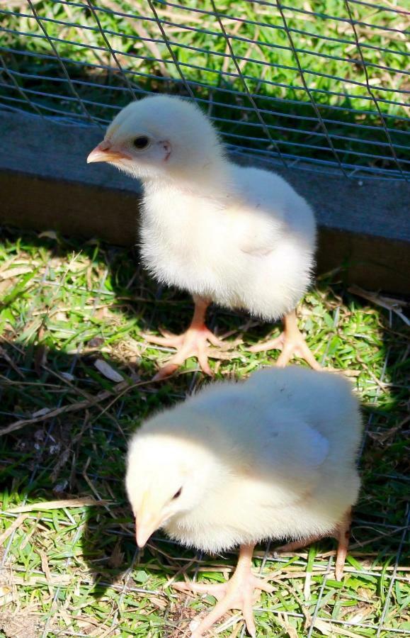 브리스틀 Woodcock Farm 아파트 외부 사진